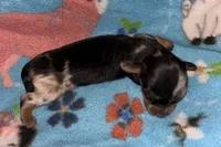 Macy #1, a female Miniature Dachshund for sale in Sacramento, CA – 1 of 7