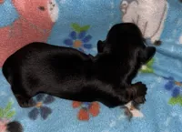 Macy #4 Male, a male Miniature Dachshund for sale in Sacramento, CA – 4 of 6
