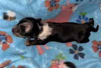 Macy #3 Male, a male Miniature Dachshund for sale in Sacramento, CA – 4 of 6