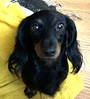 Abby's black girl, a female Miniature Dachshund for sale in Sacramento, CA – 5 of 6
