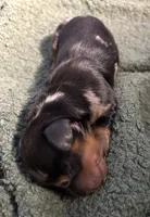 Rain #1 boy, a male Miniature Dachshund for sale in Sacramento, CA – 1 of 5