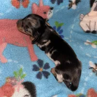 Macy #1, a female Miniature Dachshund for sale in Sacramento, CA – 2 of 7