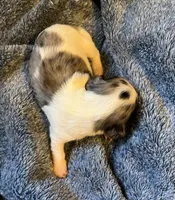 Suzy's Dapple Pie girl, a female Miniature Dachshund for sale in Sacramento, CA – Photo 3 of 5