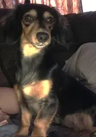 Suzy's Dapple Pie girl, a female Miniature Dachshund for sale in Sacramento, CA – Photo 4 of 5