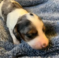 Suzy's Dapple Pie girl, a female Miniature Dachshund for sale in Sacramento, CA – Photo 1 of 5