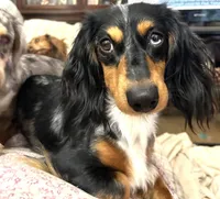 Suzy's Dapple Pie girl, a female Miniature Dachshund for sale in Sacramento, CA – Photo 5 of 5