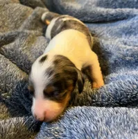 Suzy's Dapple Pie girl, a female Miniature Dachshund for sale in Sacramento, CA – Photo 2 of 5