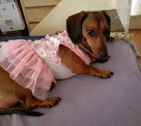 Baxter, a male Miniature Dachshund for sale in Sacramento, CA – 3 of 4