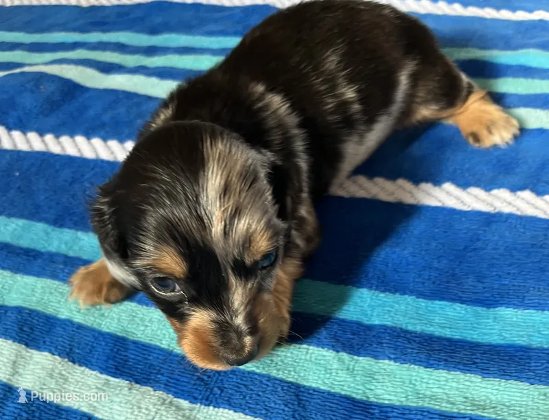 Macy #1 Female – Miniature Dachshund puppy for sale in Sacramento, CA