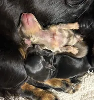 Abby's boy #1, a male Miniature Dachshund for sale in Sacramento, CA – 4 of 6