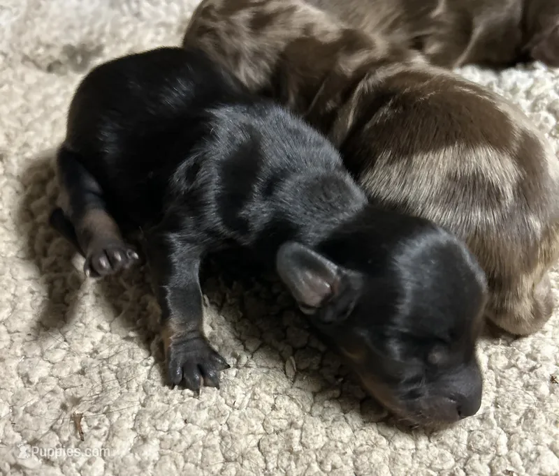 Abby's black girl – Miniature Dachshund puppy for sale in Sacramento, CA