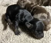 Abby's black girl, a female Miniature Dachshund for sale in Sacramento, CA – 1 of 6