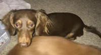 Chloe girl 1, a female Miniature Dachshund for sale in Sacramento, CA – 7 of 8