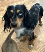 Macy #3 Male, a male Miniature Dachshund for sale in Sacramento, CA – 6 of 6
