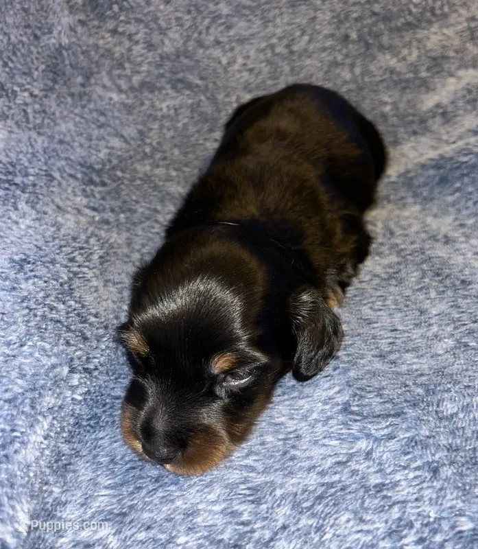 Macy #4 Male – Miniature Dachshund puppy for sale in Sacramento, CA