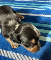 Macy #1 Female, a female Miniature Dachshund for sale in Sacramento, CA – 2 of 6