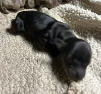 Abby's black girl, a female Miniature Dachshund for sale in Sacramento, CA – 2 of 6