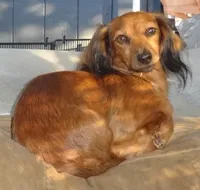 Rain #1 boy, a male Miniature Dachshund for sale in Sacramento, CA – 4 of 5