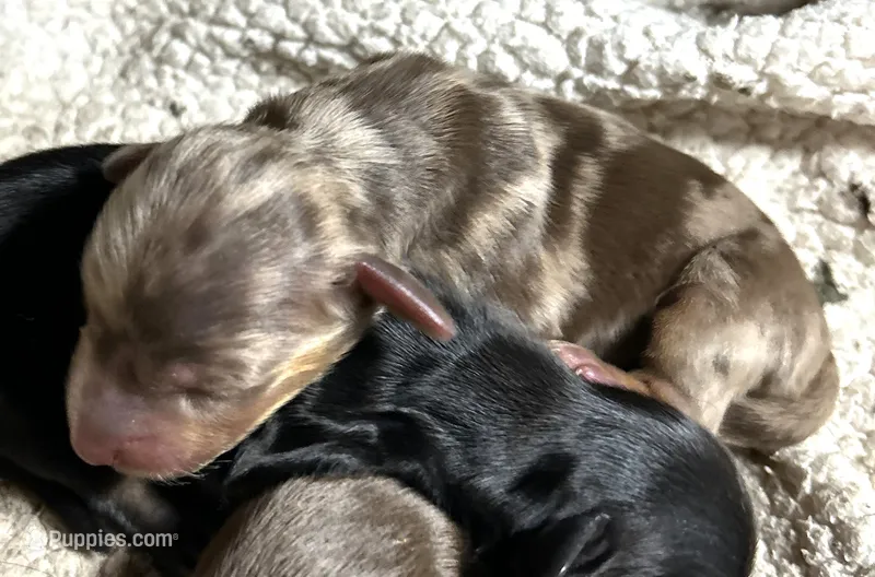 Abby's boy #1 – Miniature Dachshund puppy for sale in Sacramento, CA