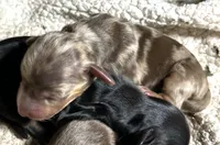Abby's boy #1, a male Miniature Dachshund for sale in Sacramento, CA – 1 of 6