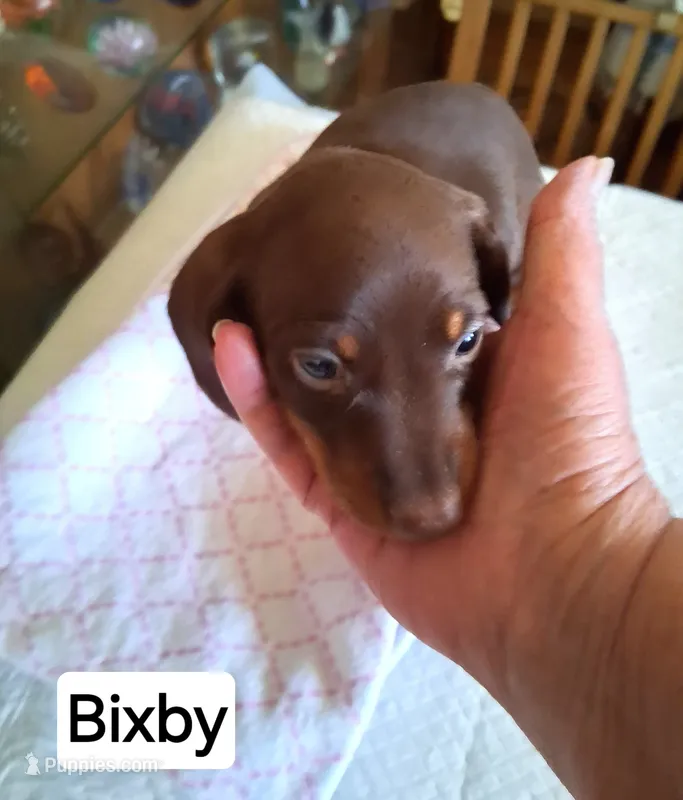 Bixby – Miniature Dachshund puppy for sale in Sacramento, CA