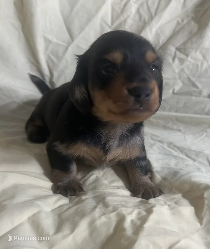 Rain #1 boy – Miniature Dachshund puppy for sale in Sacramento, CA
