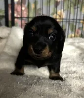 Abby's black girl, a female Miniature Dachshund for sale in Sacramento, CA – 3 of 7