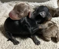 Abby's black girl, a female Miniature Dachshund for sale in Sacramento, CA – 4 of 6