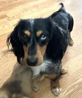 Chloe girl 1, a female Miniature Dachshund for sale in Sacramento, CA – 8 of 8