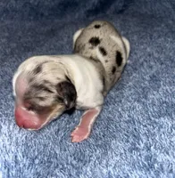 Chloe girl 1, a female Miniature Dachshund for sale in Sacramento, CA – 1 of 8