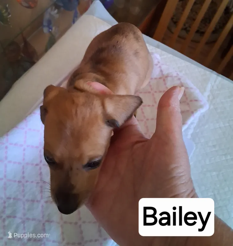 Bailey – Miniature Dachshund puppy for sale in Sacramento, CA