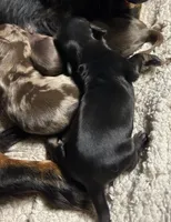 Abby's black girl, a female Miniature Dachshund for sale in Sacramento, CA – 3 of 6