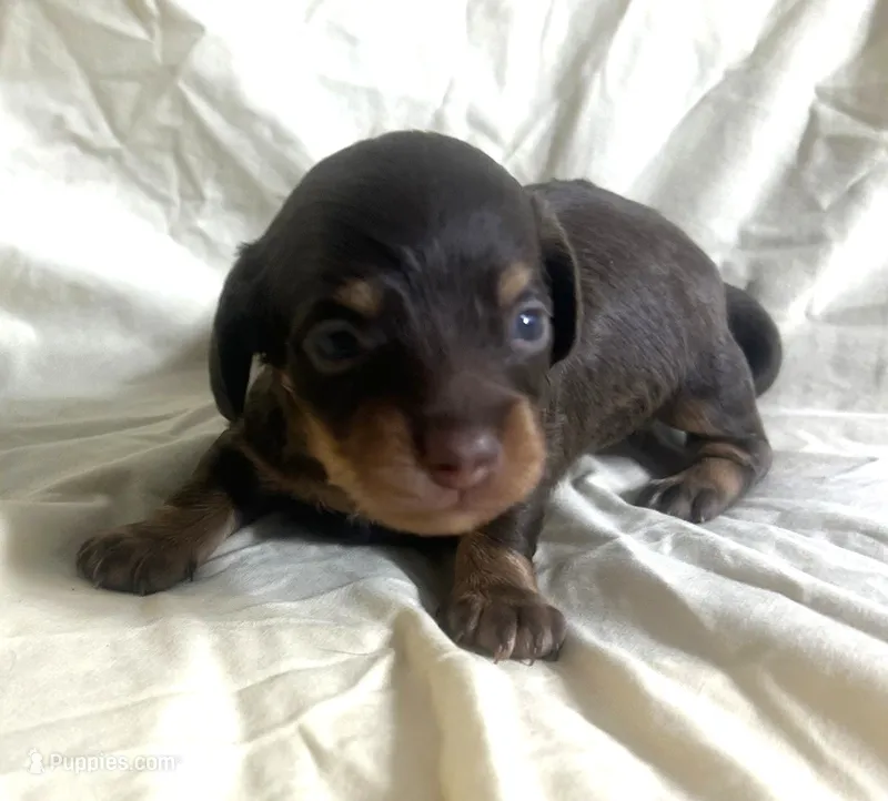 Abby's boy #2 – Miniature Dachshund puppy on hold in Sacramento, CA