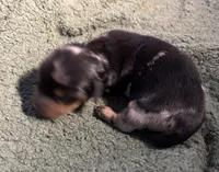 Rain #1 boy, a male Miniature Dachshund for sale in Sacramento, CA – 2 of 5