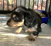 Rain #1 boy, a male Miniature Dachshund for sale in Sacramento, CA – 3 of 6