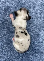 Chloe girl 1, a female Miniature Dachshund for sale in Sacramento, CA – 2 of 8