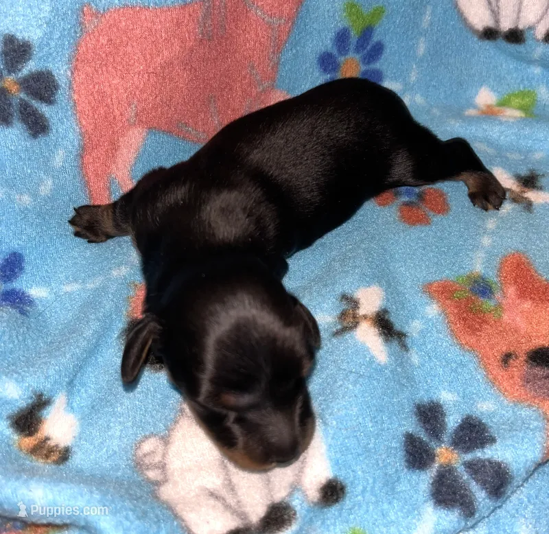 Macy #4 Male – Miniature Dachshund puppy for sale in Sacramento, CA