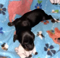 Macy #4 Male, a male Miniature Dachshund for sale in Sacramento, CA – 1 of 6