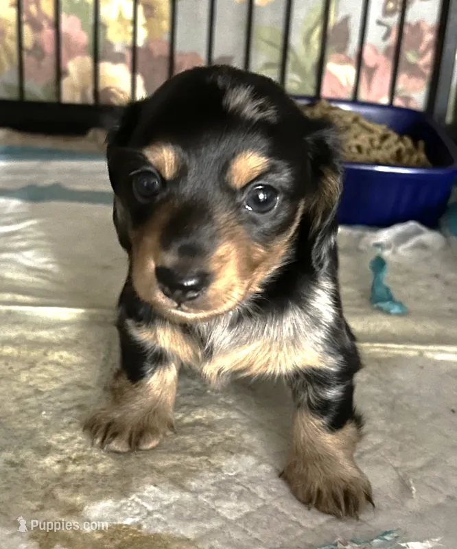 Rain #1 boy – Miniature Dachshund puppy for sale in Sacramento, CA