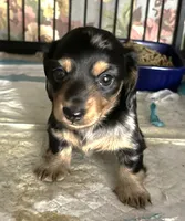 Rain #1 boy, a male Miniature Dachshund for sale in Sacramento, CA – 2 of 6