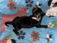 Macy #3 Male, a male Miniature Dachshund for sale in Sacramento, CA – 3 of 6