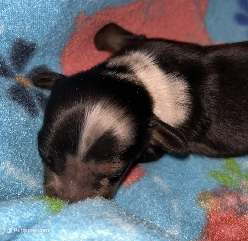 Macy #3 Male – Miniature Dachshund puppy on hold in Sacramento, CA