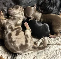 Abby's boy #1, a male Miniature Dachshund for sale in Sacramento, CA – 3 of 6