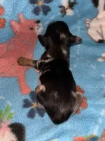 Macy #1, a female Miniature Dachshund for sale in Sacramento, CA – 4 of 7
