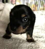Abby's black girl, a female Miniature Dachshund for sale in Sacramento, CA – 2 of 7
