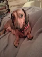 Bailey, a male Miniature Dachshund for sale in Sacramento, CA – 4 of 4