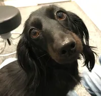 Macy #4 Male, a male Miniature Dachshund for sale in Sacramento, CA – 5 of 6