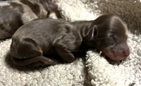 Abby's boy #2, a male Miniature Dachshund for sale in Sacramento, CA – 2 of 5