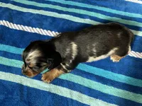 Macy #1 Female, a female Miniature Dachshund for sale in Sacramento, CA – 3 of 6