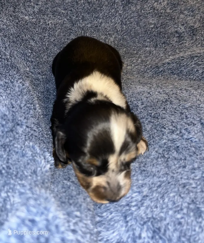 Macy #3 Male – Miniature Dachshund puppy for sale in Sacramento, CA